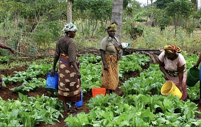 Women working in vegetable garden