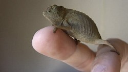 Critically endangered chameleon